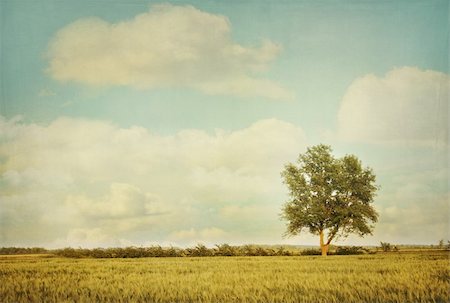 simsearch:400-05251521,k - Lonely tree in meadow with a vintage look Photographie de stock - Aubaine LD & Abonnement, Code: 400-04857578