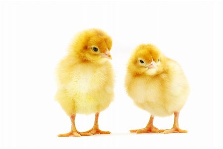 simsearch:400-05194519,k - Cute little baby chicken isolated on white background Foto de stock - Royalty-Free Super Valor e Assinatura, Número: 400-04857655