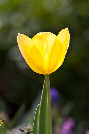 simsearch:400-08555878,k - An image of a beautiful yellow tulip in the garden Foto de stock - Royalty-Free Super Valor e Assinatura, Número: 400-04858062