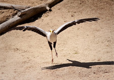 secretary bird - Secretary bird in captivity running and flying Stock Photo - Budget Royalty-Free & Subscription, Code: 400-04858154