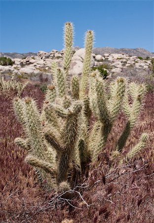 Antler cholla cactus in the californian desert Photographie de stock - Aubaine LD & Abonnement, Code: 400-04858156