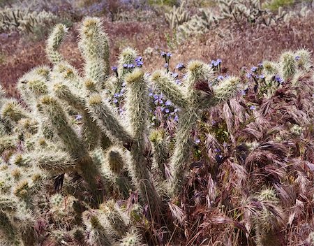 Antler cholla cactus in the californian desert Stock Photo - Budget Royalty-Free & Subscription, Code: 400-04858157