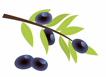 simsearch:400-04319110,k - Vector illustration of olive branch with olives Foto de stock - Royalty-Free Super Valor e Assinatura, Número: 400-04858301