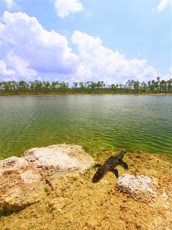 simsearch:400-04305245,k - An American alligator rests in a clear pond at the Everglades National Park - Florida. Foto de stock - Super Valor sin royalties y Suscripción, Código: 400-04858344