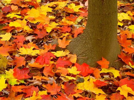 Vibrant red and yellow leaves at the base of a tree in northern Illinois. Foto de stock - Super Valor sin royalties y Suscripción, Código: 400-04858346