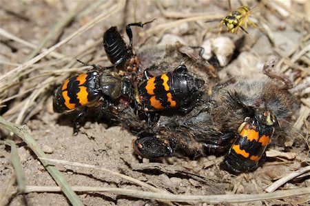 Burying Beetles (Nicrophorus orbicollis) on a dead mouse at Rock Cut State Park in northern Illinois. Foto de stock - Super Valor sin royalties y Suscripción, Código: 400-04858347