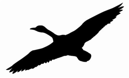 vector silhouette flying ducks on white background Stock Photo - Budget Royalty-Free & Subscription, Code: 400-04858392