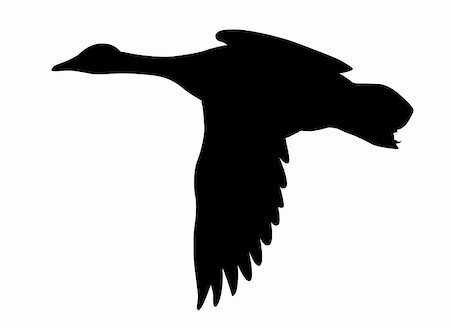 vector silhouette flying ducks on white background Stock Photo - Budget Royalty-Free & Subscription, Code: 400-04858393