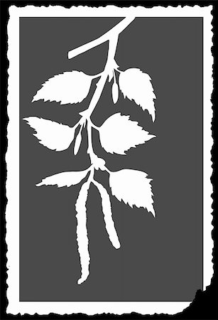 vector drawing of the branch of the birch on torn to paper Stock Photo - Budget Royalty-Free & Subscription, Code: 400-04858404