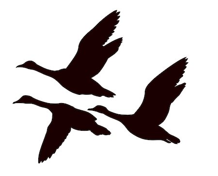 vector silhouette flying ducks on white background Photographie de stock - Aubaine LD & Abonnement, Code: 400-04858439