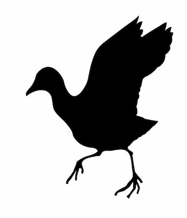 foulque - vector silhouette of the wild bird on white background Photographie de stock - Aubaine LD & Abonnement, Code: 400-04858445