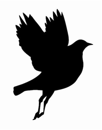 painting abstract bird - vector silhouette flying birds on white background Stock Photo - Budget Royalty-Free & Subscription, Code: 400-04858441