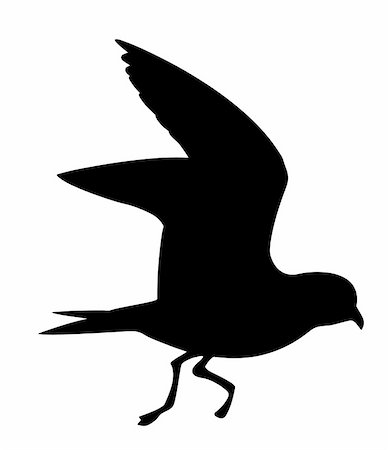 foulque - vector silhouette of the wild bird on white background Photographie de stock - Aubaine LD & Abonnement, Code: 400-04858442