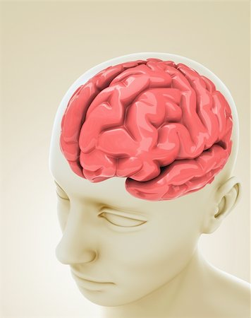 Head with a brain inside. Concept of thinking. Stockbilder - Microstock & Abonnement, Bildnummer: 400-04858900
