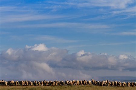 simsearch:400-04672084,k - flock of sheep to graze on blue sky background Fotografie stock - Microstock e Abbonamento, Codice: 400-04858912