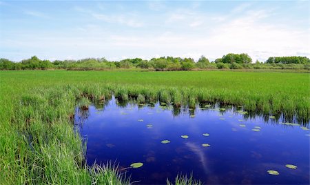 sedge grasses - small lake on spring field Stock Photo - Budget Royalty-Free & Subscription, Code: 400-04859059