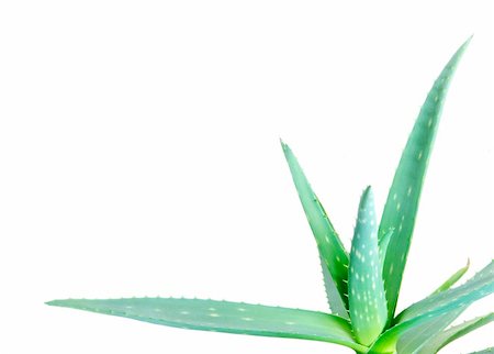aloe leaves isolated on a white background Stock Photo - Budget Royalty-Free & Subscription, Code: 400-04859140