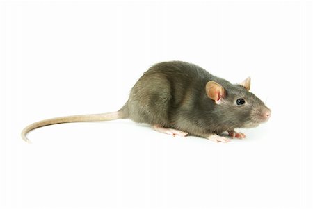 simsearch:400-04719873,k - rat  isolated on white background Stock Photo - Budget Royalty-Free & Subscription, Code: 400-04859160