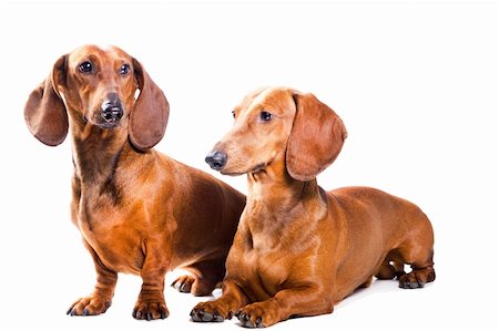 Two Dachshund Dogs on white background Stockbilder - Microstock & Abonnement, Bildnummer: 400-04859465