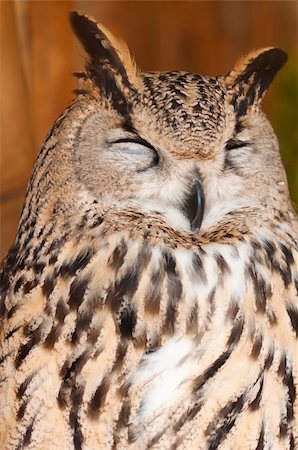 simsearch:400-04877931,k - Eurasian Eagle-owl is sitting on branch in zoo Foto de stock - Royalty-Free Super Valor e Assinatura, Número: 400-04859727