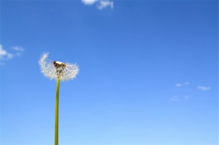 dandelion Stock Photo - Budget Royalty-Free & Subscription, Code: 400-04859823