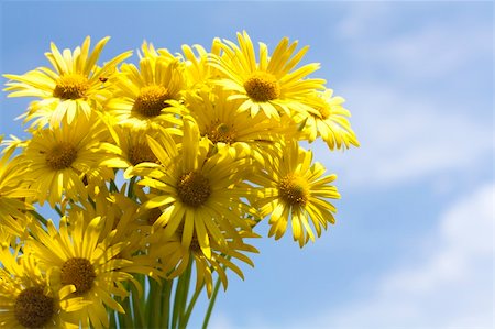 Bouquet of yellow aster flowers against blue sky Stock Photo - Budget Royalty-Free & Subscription, Code: 400-04859875