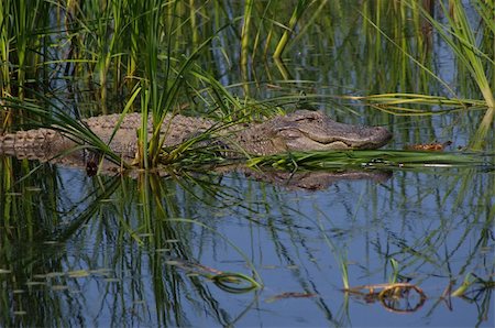 Large Alligator in the wild on Bulls Island Stock Photo - Budget Royalty-Free & Subscription, Code: 400-04859945