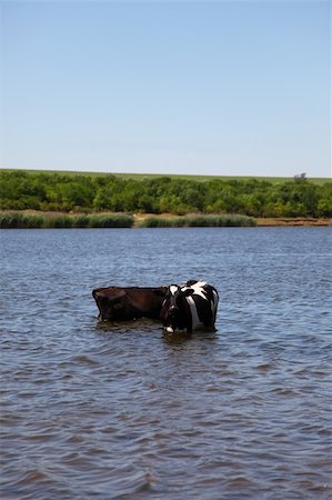 simsearch:400-04401097,k - Village cow in water. Stock Photo - Budget Royalty-Free & Subscription, Code: 400-04850480