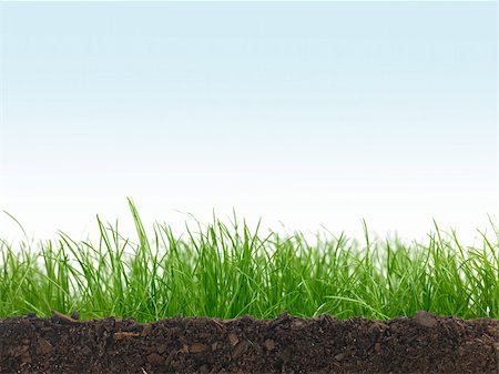 simsearch:400-04324218,k - Green grass siolated against a white background Photographie de stock - Aubaine LD & Abonnement, Code: 400-04850543