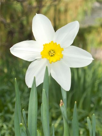 easter lily background - An image of a white daffodil in the garden Stock Photo - Budget Royalty-Free & Subscription, Code: 400-04850638