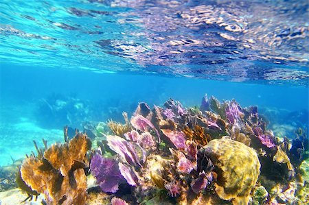 simsearch:625-01745249,k - Caribbena coral reef Mayan riviera colorful species underwater treasure Foto de stock - Super Valor sin royalties y Suscripción, Código: 400-04850728