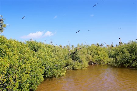 frigate bird reproduction in Contoy island mangroves Quintana Roo Stock Photo - Budget Royalty-Free & Subscription, Code: 400-04850741