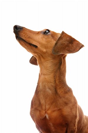simsearch:400-08651756,k - dachshund looking to top Fotografie stock - Microstock e Abbonamento, Codice: 400-04850932