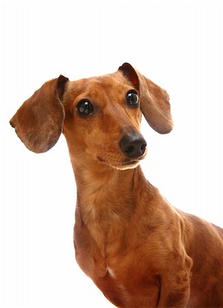 small white dog with fur - dachshund Stock Photo - Budget Royalty-Free & Subscription, Code: 400-04850946