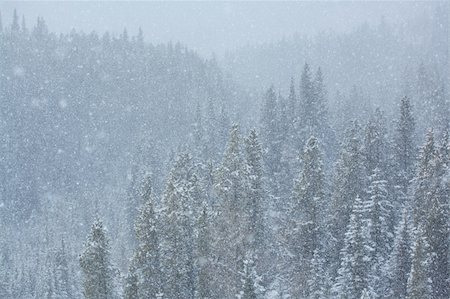 skylight (artist) - Heavy snowfall in a Rocky Mountain forest Stock Photo - Budget Royalty-Free & Subscription, Code: 400-04851099