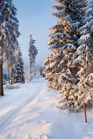 simsearch:400-04765849,k - winter forest in Harz mountains at dawn Foto de stock - Royalty-Free Super Valor e Assinatura, Número: 400-04851104