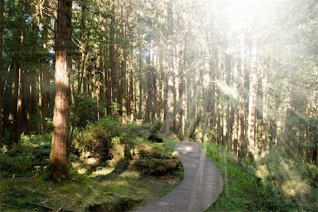 simsearch:400-05255892,k - Path in forest with sunlight from trees in Alishan National Scenic Area, Taiwan, Asia. Photographie de stock - Aubaine LD & Abonnement, Code: 400-04851122