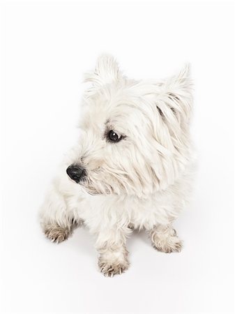 simsearch:400-08651756,k - An image of a nice white Terrier Fotografie stock - Microstock e Abbonamento, Codice: 400-04851237