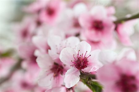 simsearch:400-04778886,k - Fresh, blooming tree in spring with pink flowers Fotografie stock - Microstock e Abbonamento, Codice: 400-04851275