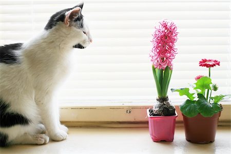 picture of cat sitting on plant - An image of a cat sitting on the window Stock Photo - Budget Royalty-Free & Subscription, Code: 400-04851537