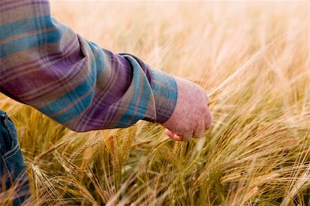 A farmer's hand looking at wheat ready to harvest Stock Photo - Budget Royalty-Free & Subscription, Code: 400-04851607