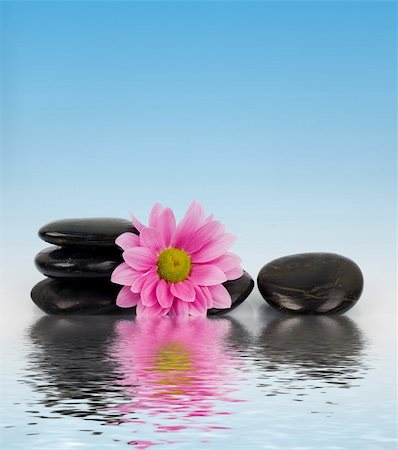 petal on stone - An image of row of stones with flower in water Stock Photo - Budget Royalty-Free & Subscription, Code: 400-04851639