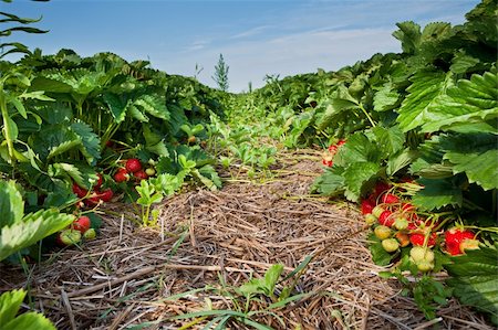 simsearch:400-06880740,k - Closeup of fresh organic strawberries growing on the vine Foto de stock - Super Valor sin royalties y Suscripción, Código: 400-04851763