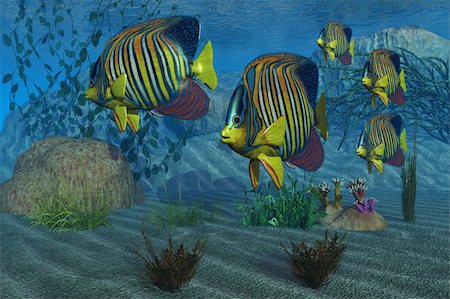 simsearch:400-07983570,k - Beautiful Royal Angelfish shimmer with their gorgeous colors near a coral reef. Stock Photo - Budget Royalty-Free & Subscription, Code: 400-04851814