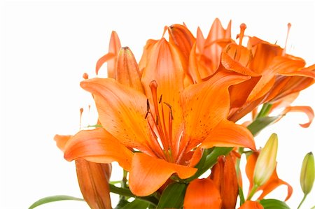 Flowers orange tiger lily isolated on white background Stock Photo - Budget Royalty-Free & Subscription, Code: 400-04851924