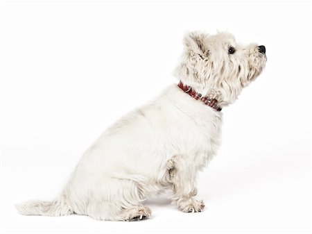 simsearch:400-08651756,k - An image of a nice white Terrier Fotografie stock - Microstock e Abbonamento, Codice: 400-04851922