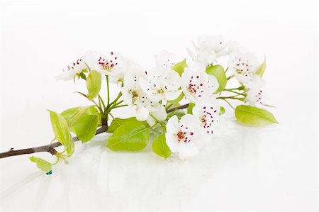 simsearch:400-04778886,k - Fresh, blooming tree in spring with white flowers isolated on white Fotografie stock - Microstock e Abbonamento, Codice: 400-04852176