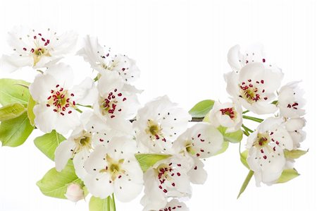 simsearch:400-04778886,k - Fresh, blooming tree in spring with white flowers isolated on white Fotografie stock - Microstock e Abbonamento, Codice: 400-04852184