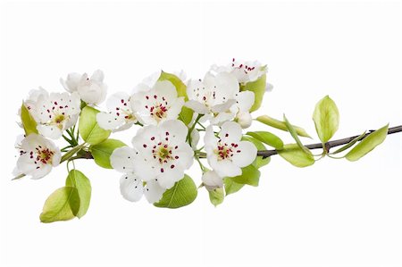 sakura flower white background - Fresh, blooming tree in spring with white flowers isolated on white Stock Photo - Budget Royalty-Free & Subscription, Code: 400-04852185