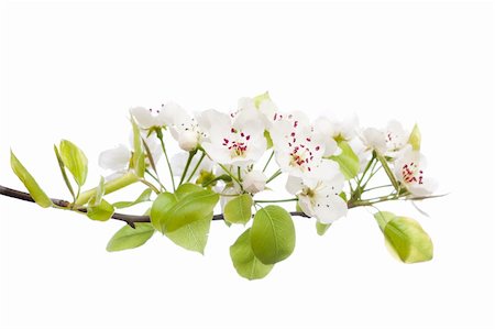 simsearch:400-05911543,k - Arbre fraîche, floraison au printemps avec les fleurs blanches isolé sur fond blanc Photographie de stock - Aubaine LD & Abonnement, Code: 400-04852186